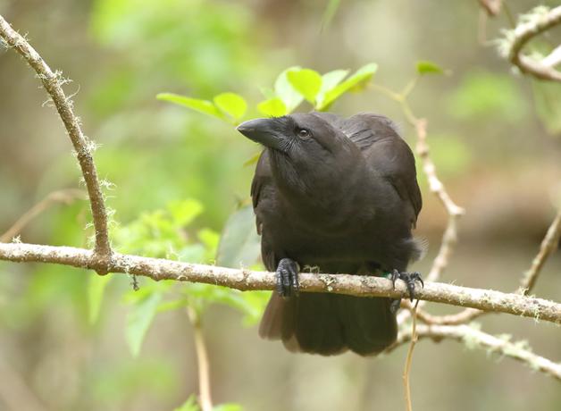 A dark brown to black bird with dark brown eye faces the viewer while perched on a branch, and looks to its right. Its pointed beak has rictal bristles at the base.