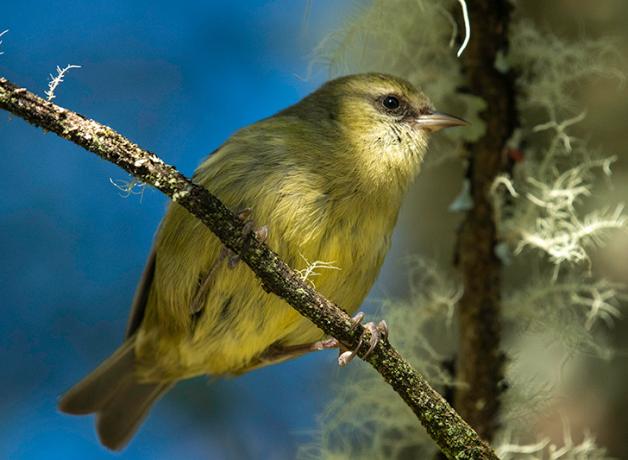 A small light yellow to olive green bird with a short forked tail perched on a branch in filtered sunlight.