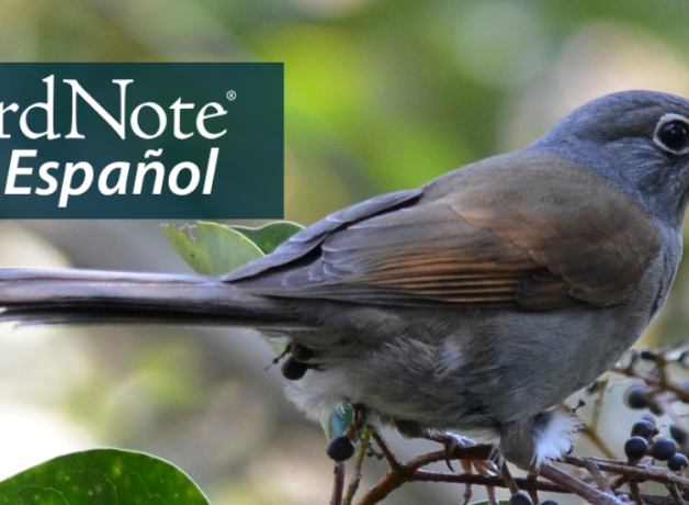 A Brown-backed Solitaire perches near small dark-colored berries. "BirdNote en Español" appears in the top left corner.