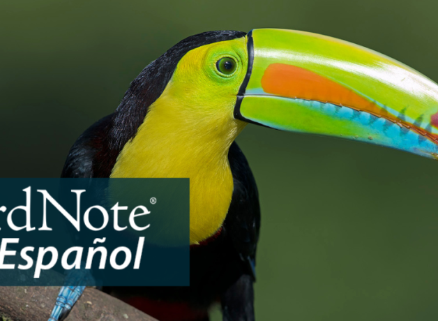 A Keel-billed Toucan faces to the right displaying a brightly colored bill. "BirdNote en Español" appears in the bottom left corner.