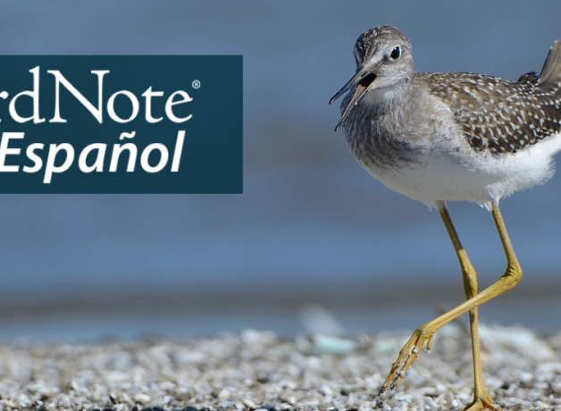 A Lesser Yellowlegs walks along a beach on a sunny day. "BirdNote en Español" appears in the bottom left corner.