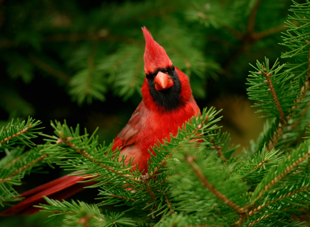 Male Northern Cardinal stands in a tree surrounded by branches