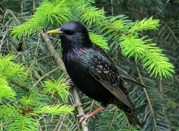 European Starling