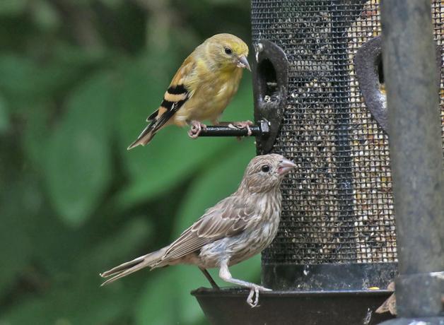 Female finches at a bird feeder