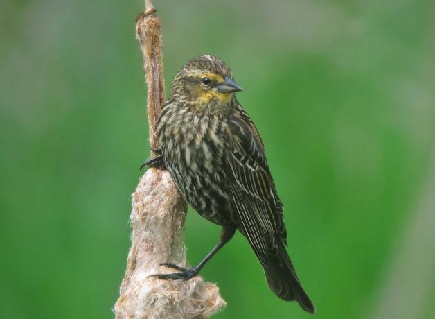 Female Red-winged Blackbird