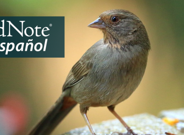A small grayish brown bird with short pointed beak rests on stone edge of a birdbath, and faces the viewer while looking to its right. "BirdNote en Español" appears in the upper left corner.