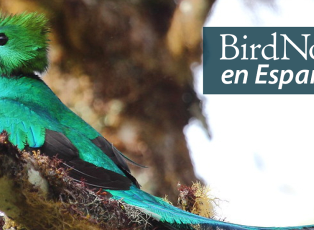 A vivid iridescent green-feathered bird with red breast and long, long blue tail feathers. "BirdNote en Español" appears in the upper right corner.