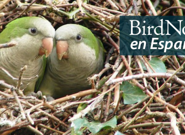 A pair of small green parrots peer out from an opening in a large nest made of sticks and branches. "BirdNote en Español" appears in the upper right corner.