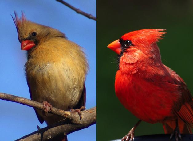 Northern Cardinals, male and female 
