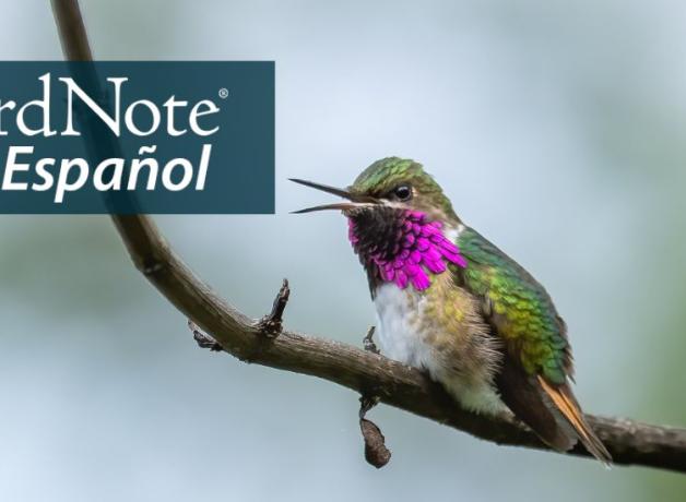 A Bumblebee Hummingbird perched on a branch with its beak open. "BirdNote en Español" appears in the top left corner.