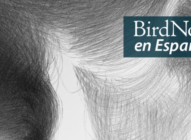 Black and white photo composite showing the traceries of European Starlings in flight