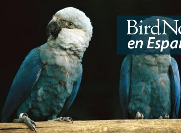 Two Little Blue Macaws perched on a horizontal wooden bar, showing their blue bodies and wings with lighter heads and black beaks.