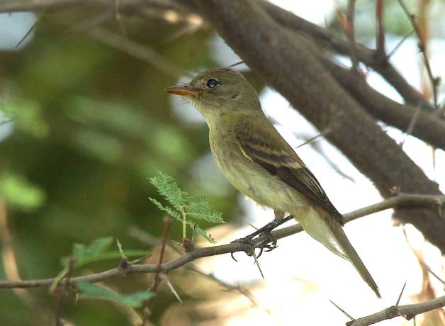 Southwestern Willow Flycatcher