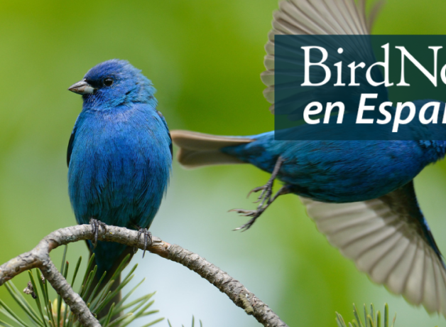 One bright blue Indigo Bunting perches while another takes flight