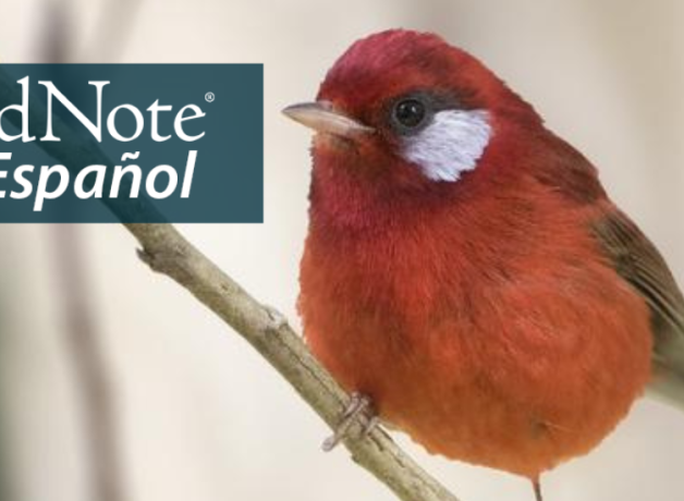 A small red bird with white cheek patch and narrow short brown tail perches on a diagonal branch.