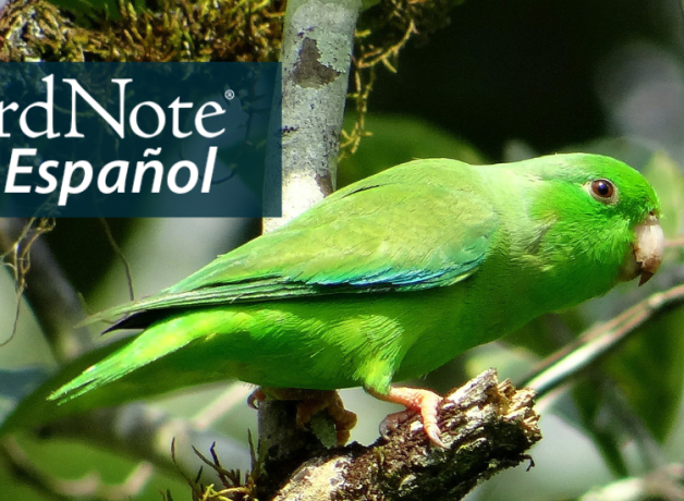 A Green-rumped Parrotlet in profile perching on a branch in bright sunlight