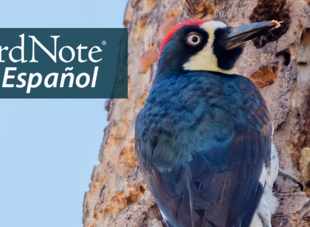 An Acorn Woodpecker showing its dark back, black and white head and red top patch as it clings to a tree trunk dotted with small holes, some filled with acorns. "BirdNote en Español" appears in the upper left corner.