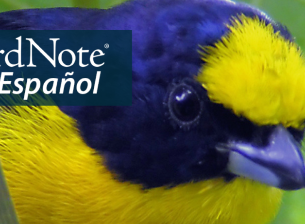 A Thick-billed Euphonia among leaves. "BirdNote en Español" appears in the upper left corner.