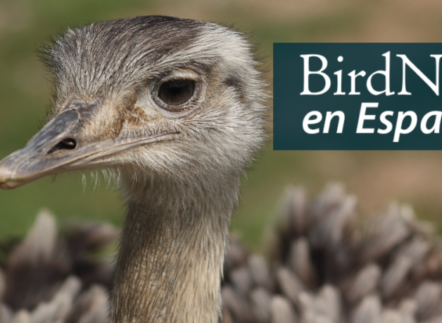 A Rhea looks out over the landscape. "BirdNote en Español" appears in the upper right corner.