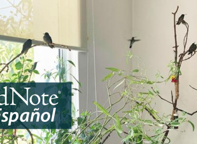 A Hummingbird Hospital in a Mexico City Apartment