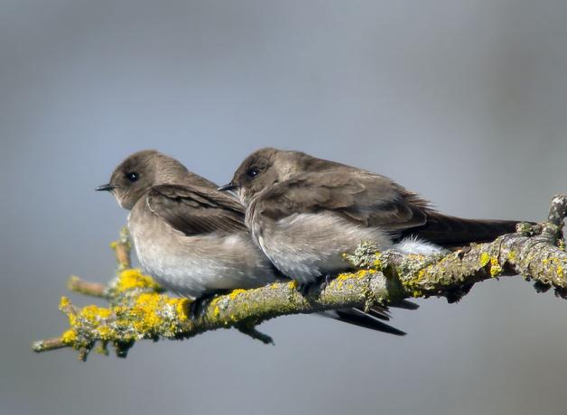 Northern Rough-winged Swallows