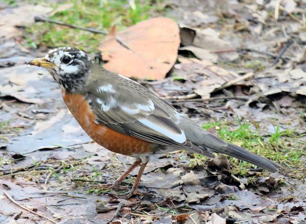 Leucistic American Robin stands on wet, muddy grass
