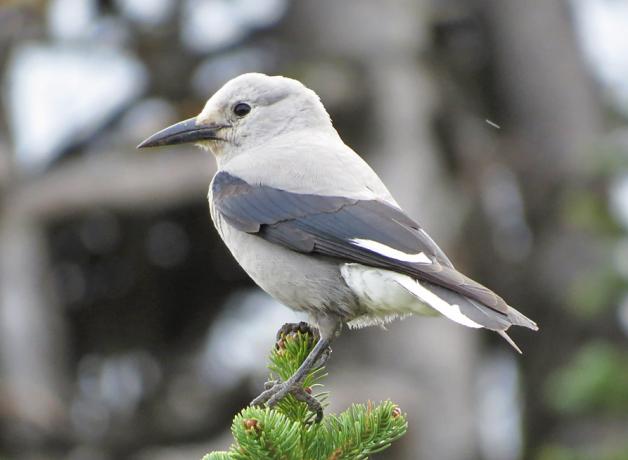 Clark's Nutcracker