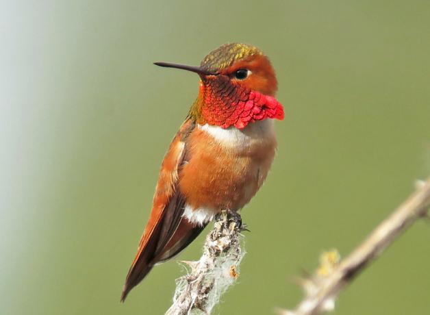 Rufous Hummingbird, male