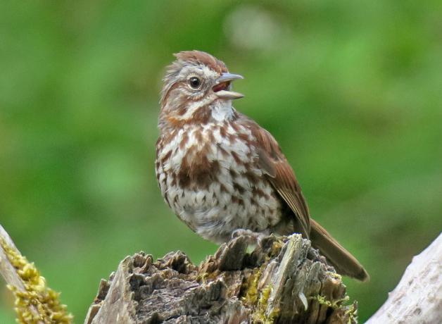 Song Sparrow