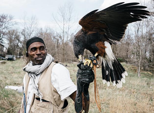 Falconer Rodney Stotts standing outdoors with a Harris's Hawk on his glove-covered raised left fist