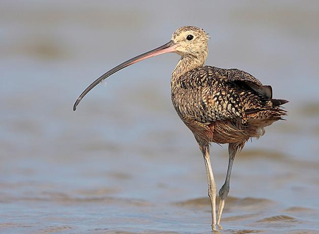 Long-billed Curlew