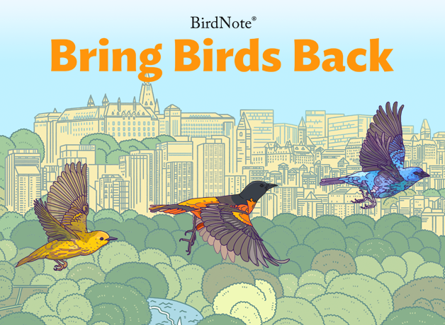 Bring Birds Back Podcast art