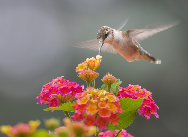 Hummingbird at plants