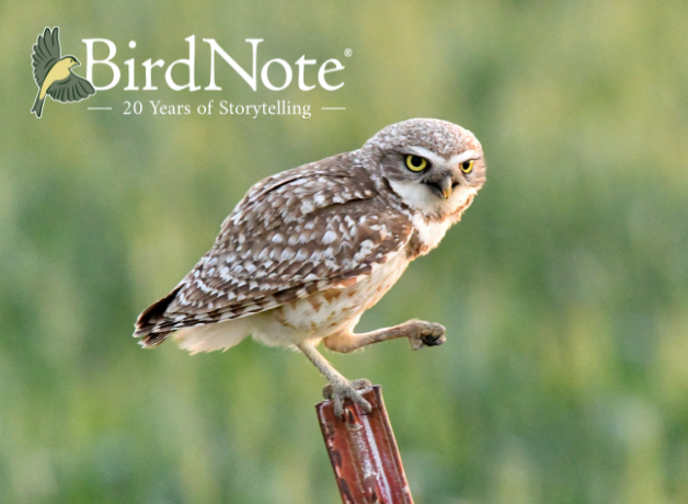 Burrowing Owl