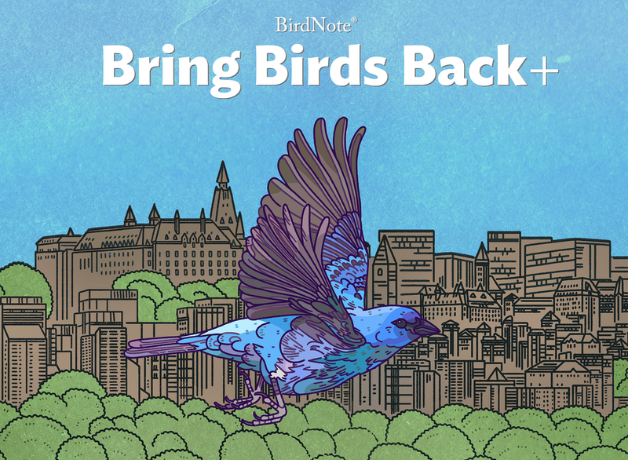 Bring Birds Back Cover Art / Season 9