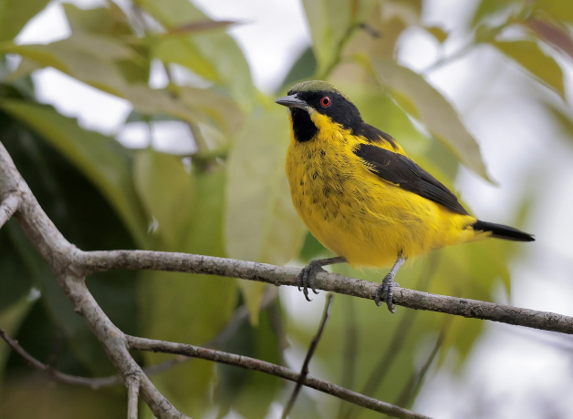 Yellow-bellied Dacnis