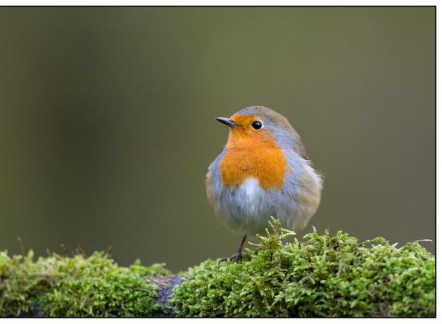 European Robin