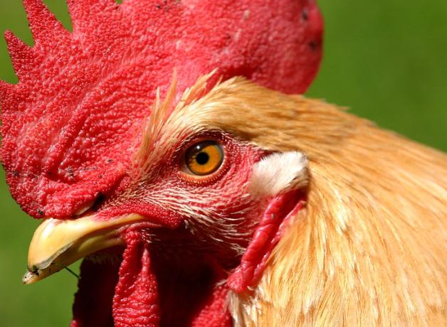 Rooster