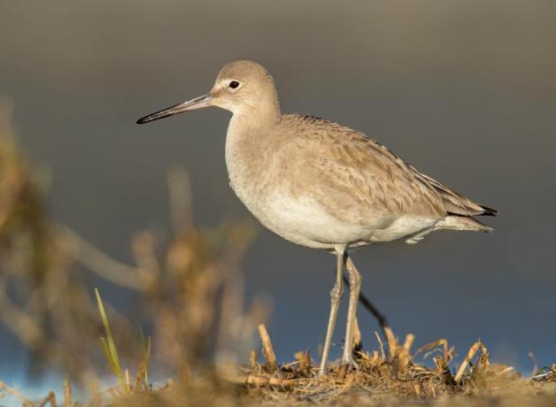 Willet on grassland