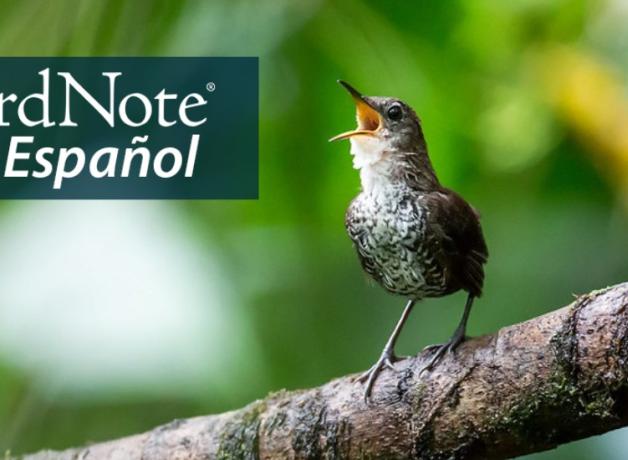 A singing Scaly-breasted Wren perches on a branch with a forest canopy in the background