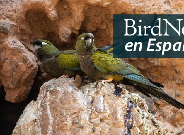 Two Burrowing Parakeets perched at the entrance of a tunnel on a dirt cliff face