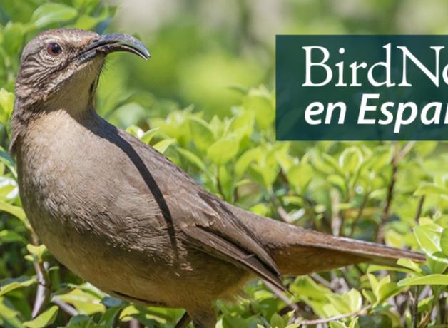 Closeup of a California Thrasher perched in a shrub in bright sunlight