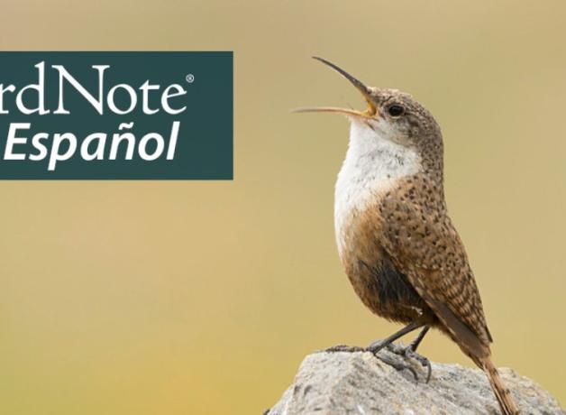 Closeup of a singing Canyon Wren perched on a rock