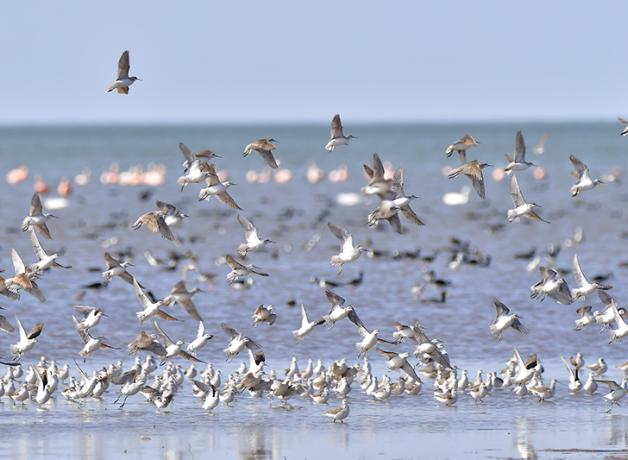 A flock of Wilson's Phalaropes, some flying past others standing at the shoreline of a large body of blue water.