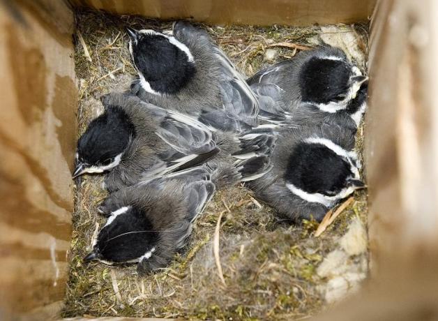Black-capped Chickadees in nestbox