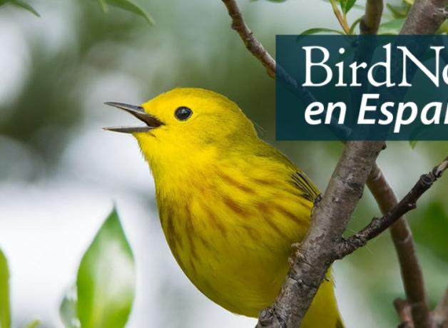 Closeup of a singing Yellow Warbler perched in a tree