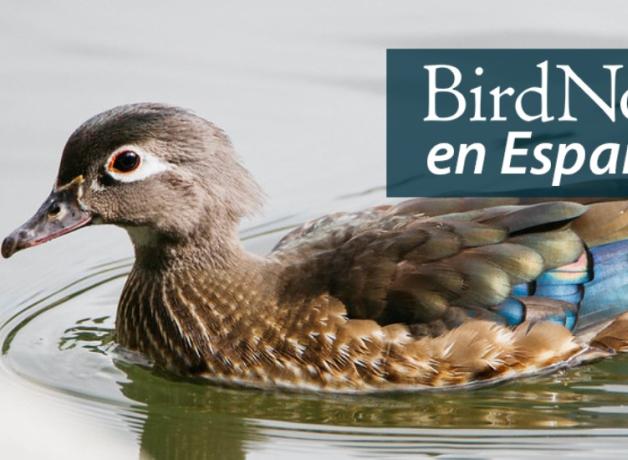 A female Wood Duck with a bright blue wing patch swims in a lake