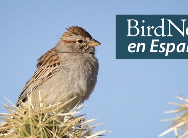 A Rufous-winged Sparrow perched on a cactus on a sunny day