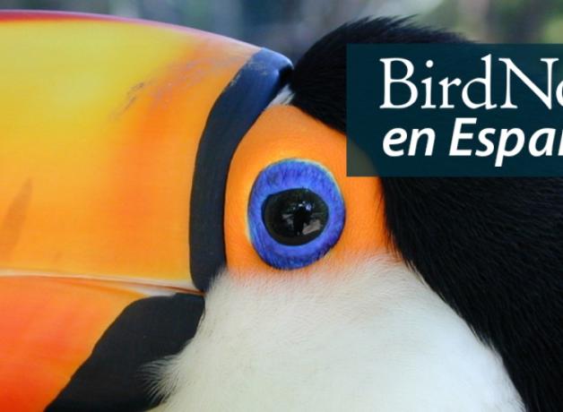 A closeup of a Toco Toucan showing the bird's blue eye and huge yellow bill
