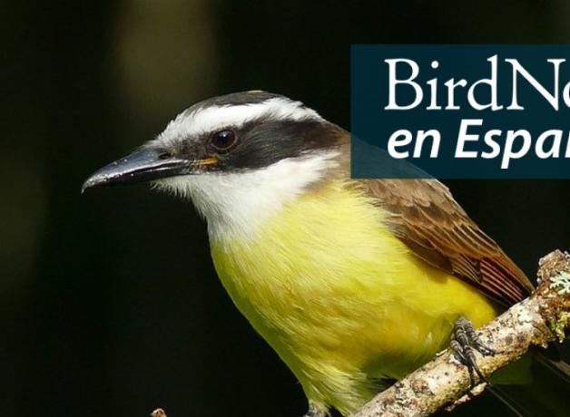 Closeup of a perching Great Kiskadee showing the bird's contrasting black and white head and yellow breast
